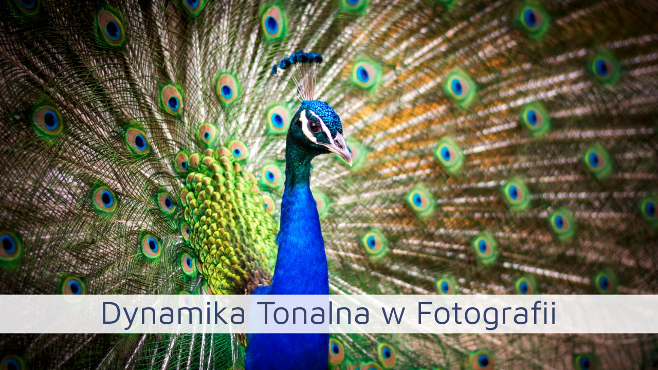 Dynamika Tonalna w Fotografii