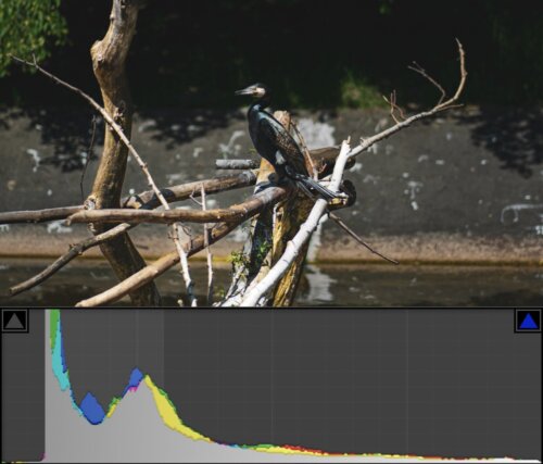 zdjecie-ciemne-poprawne