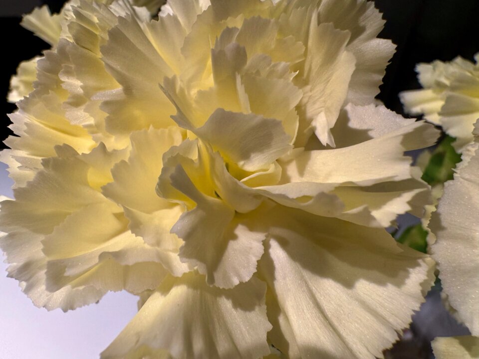 iPhone15ZdjecieMakro