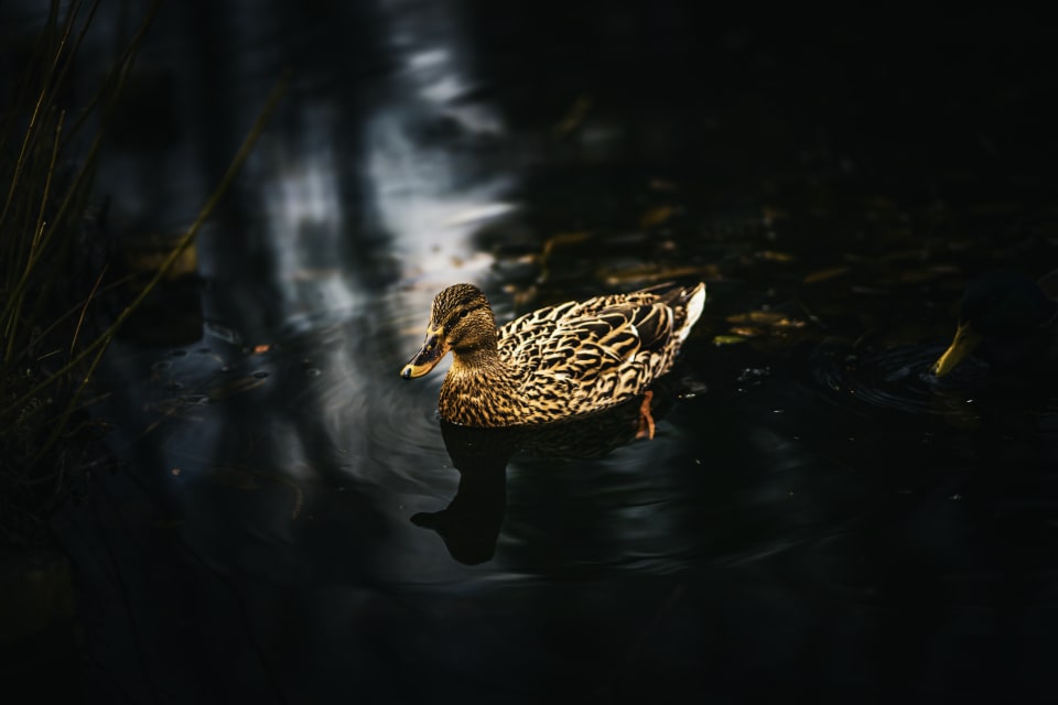 zdjecie-przykladowe-1